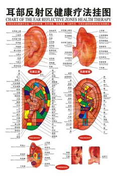 40*60 cm štandardný Ucho-Acupoints graf uchu, akupunktúra, masáž stenu grafu Čínština a angličtina akupunktúra graf doprava zadarmo