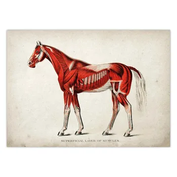 Vintage Kôň Plagát Lekárske Ilustrácia Koní Svalovej Povrchové Vrstvy Svalov Orloff Kôň Biely Pes Obrázok Wall Art