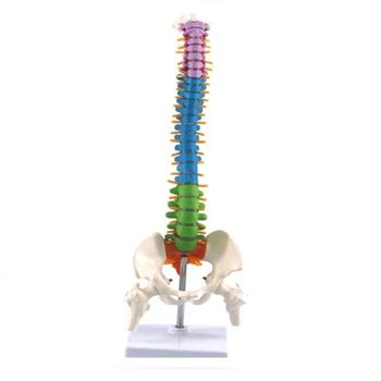 45 cm s Panvového Človeka Anatomické Anatómia Chrbtice Chrbtice Model Učebných materiálov pre Študentov