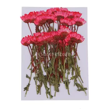 MagiDeal 50pcs/Veľa Lisované Kvety Chryzantémy pre Kvetinové Umelecké Remeslo Dekor Scrapbooking Svadobné Party DIY Remeslá