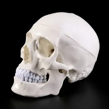 Ľudské Anatomické Anatómia Hlavy, Kostra, Lebka Výučby Model Školské Potreby Štúdia Nástroj