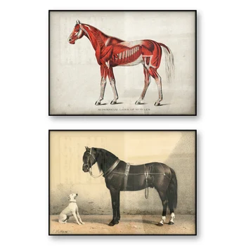 Vintage Kôň Plagát Lekárske Ilustrácia Koní Svalovej Povrchové Vrstvy Svalov Orloff Kôň Biely Pes Obrázok Wall Art