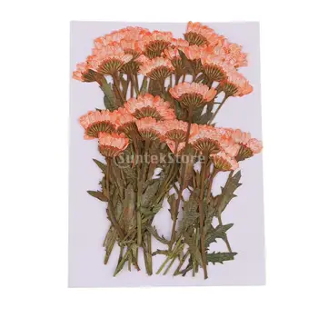 MagiDeal 50pcs/Veľa Lisované Kvety Chryzantémy pre Kvetinové Umelecké Remeslo Dekor Scrapbooking Svadobné Party DIY Remeslá